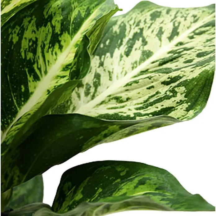 Piardino Diefembaquia Mars - Dieffenbachia maculata, Tamaño de maceta: 12 cm, Multicolor