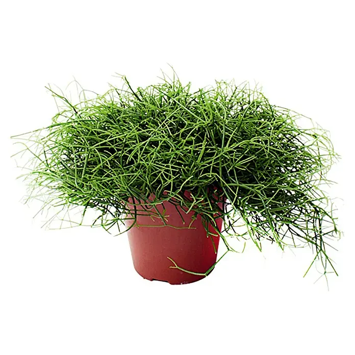 Piardino Rhipsalis - Rhipsalis cassutha, Tamaño de maceta: 12 cm