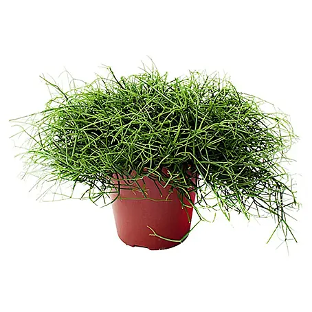 Piardino  Rhipsalis