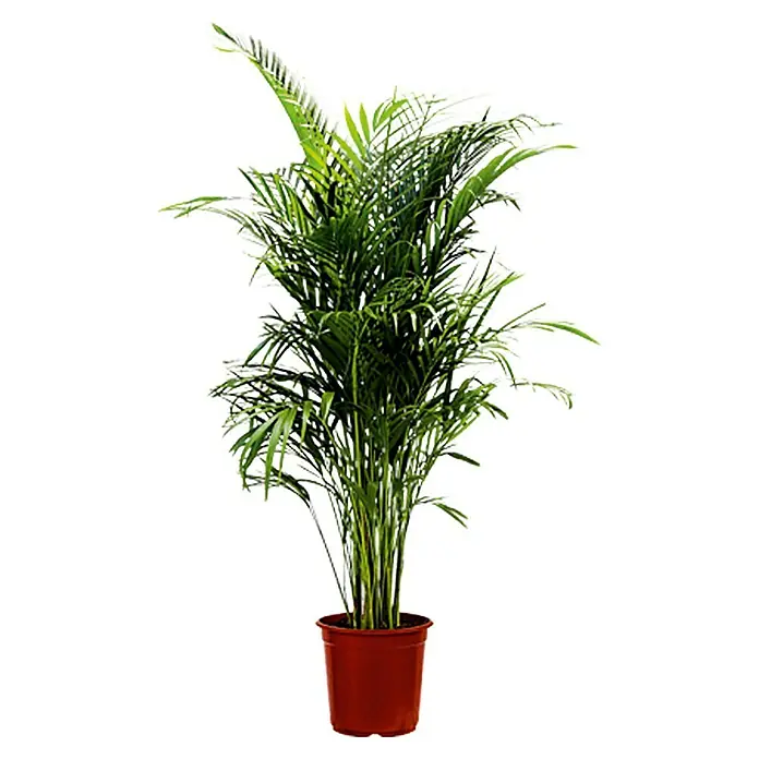 Piardino Goldfruchtpalme - Dypsis lutescens, Topfgröße: 17 cm
