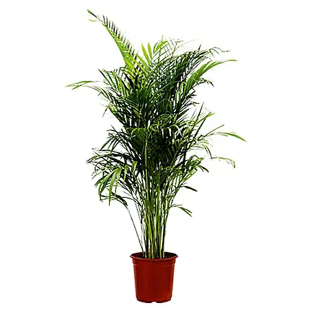 Piardino  Goldfruchtpalme