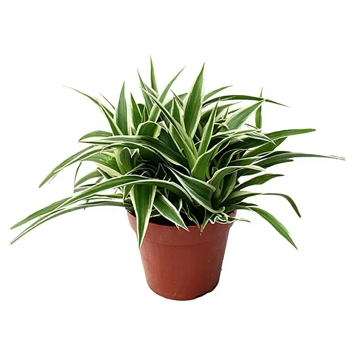 Piardino Grünlilie - Chlorophytum comosum Ocean, Topfgröße: 12 cm, Grün/Weiß