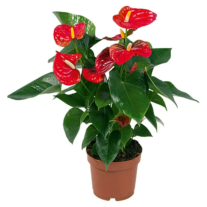 Piardino Anturio - Anthurium x andreanum Red Love, Tamaño de maceta: 17 cm, Dependiendo de la variedad