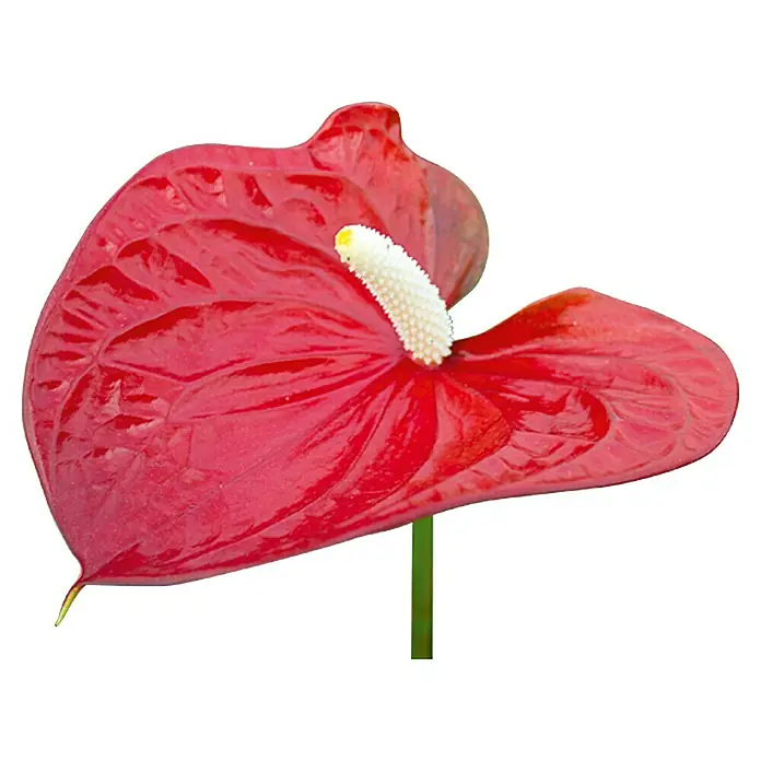 Piardino Anturio - Anthurium x andreanum Red Love, Tamaño de maceta: 12 cm, Rojo