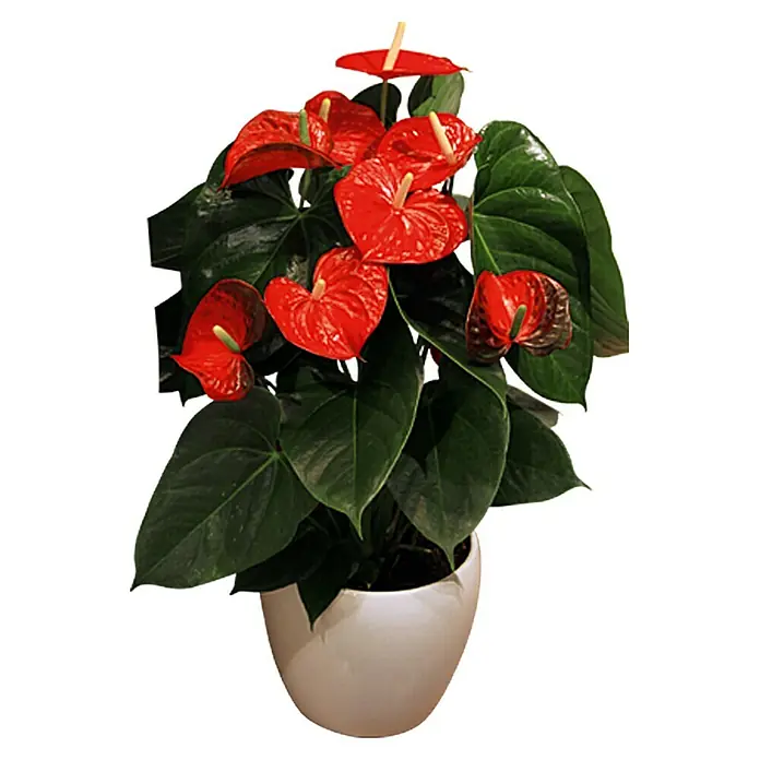 Piardino Flamingoblume - Anthurium x andreanum Red Love, Topfgröße: 12 cm, Orange