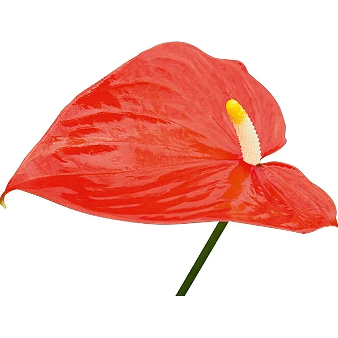 Piardino Flamingoblume - Anthurium x andreanum Red Love, Topfgröße: 12 cm, Orange