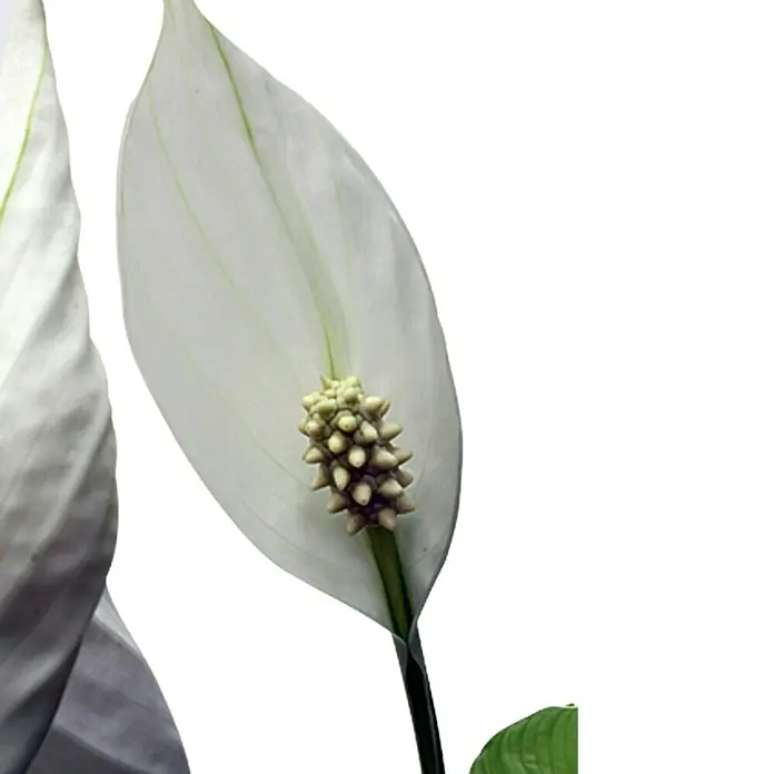 Piardino Air So Pure Einblatt - Spathiphyllum wallisii, Topfgröße: 17 cm, Weiß