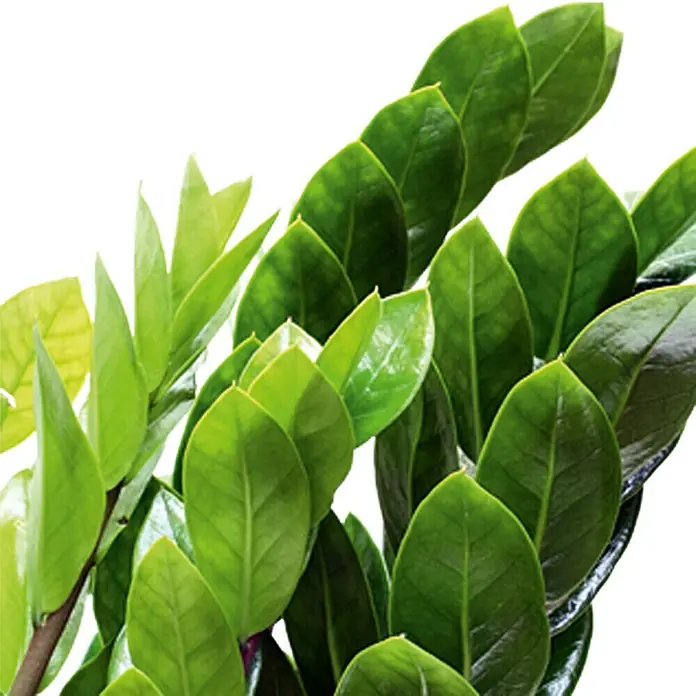 Piardino Zamioculca - Zamiioculcas zamiifolia, Tamaño de maceta: 17 cm