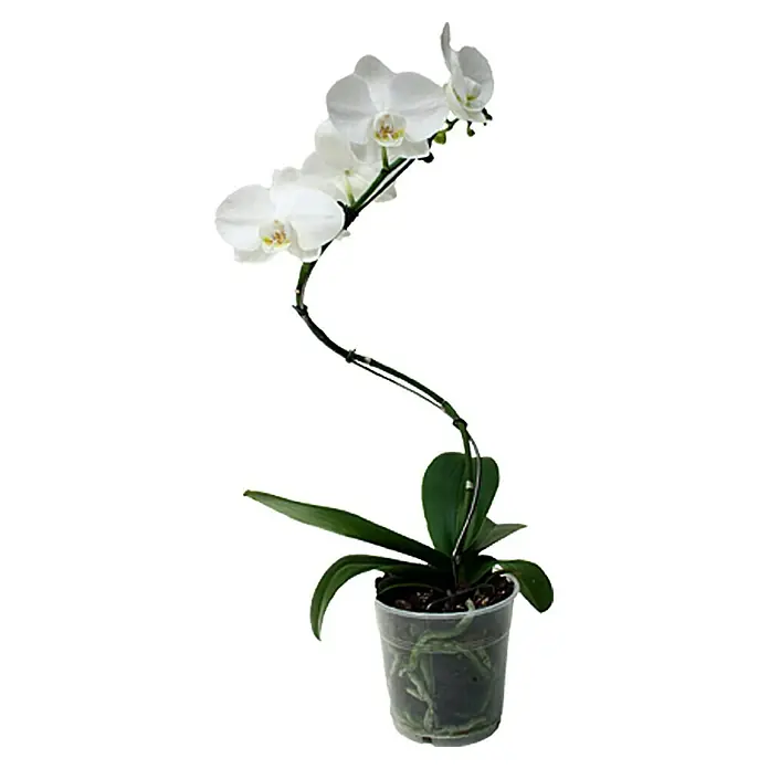 Piardino Schmetterlingsorchidee - Phalaenopsis Hybride, Topfgröße: 12 cm, Weiß, Anzahl Triebe: 1 Stk., Aufrecht