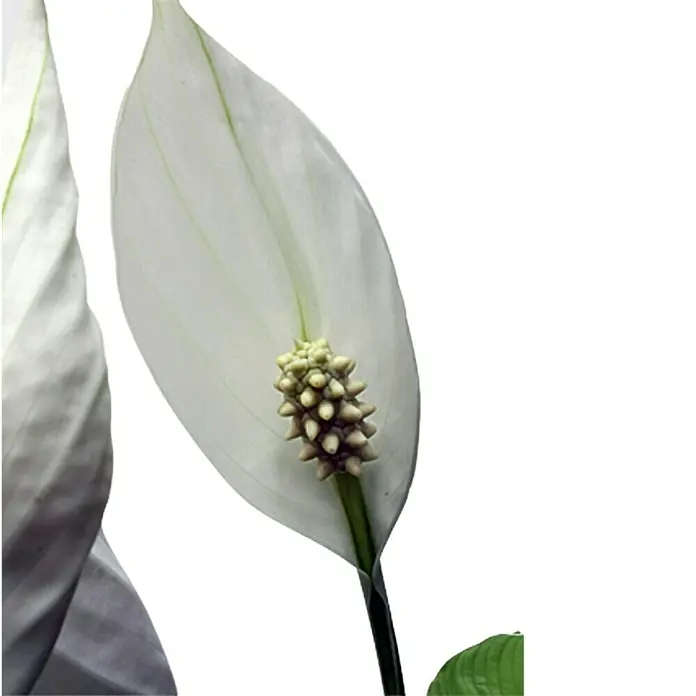 Piardino Spathiphyllum - Spathiphyllum wallisii, Tamaño de maceta: 21 cm, Blanco