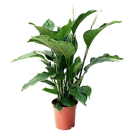 Piardino  Spathiphyllum