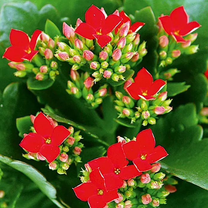 Piardino Flammendes Käthchen - Kalanchoe blossfeldiana, Topfgröße: 10,5 cm, Rot