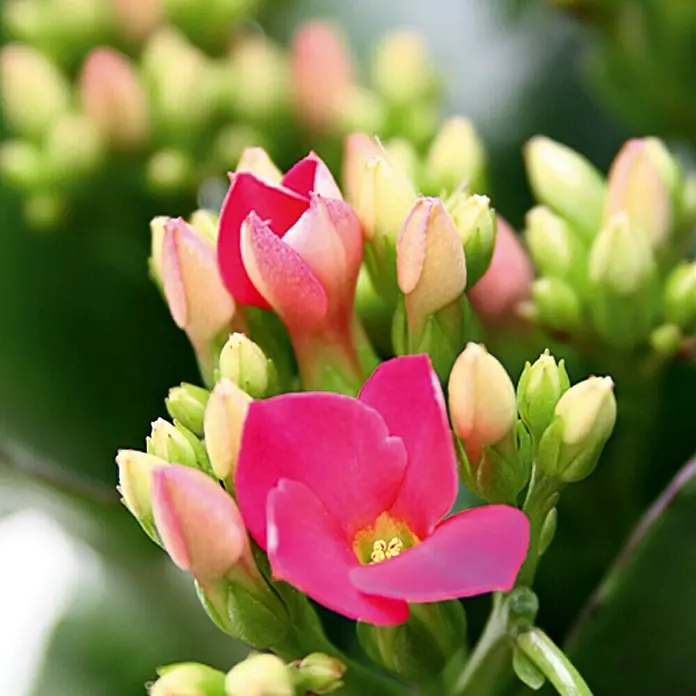 Piardino Flammendes Käthchen - Kalanchoe blossfeldiana, Topfgröße: 10,5 cm, Lila
