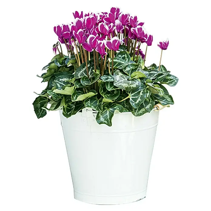 Piardino Ciclamen persicum - Cyclamen persicum Fantasy, Tamaño de maceta: 13 cm, Rosa oscuro/Blanco