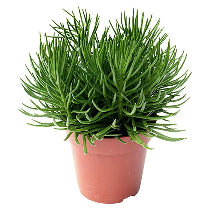 Senecio - Senecio Himalaya Highlands, Tamaño de maceta: 12 cm, Verde