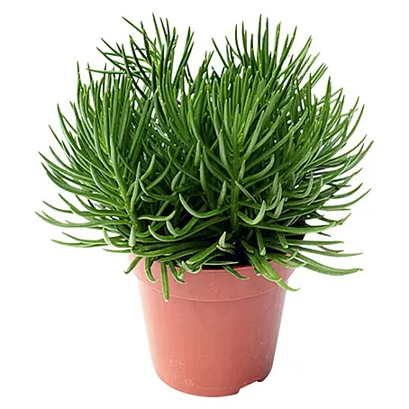 Piardino  Senecio