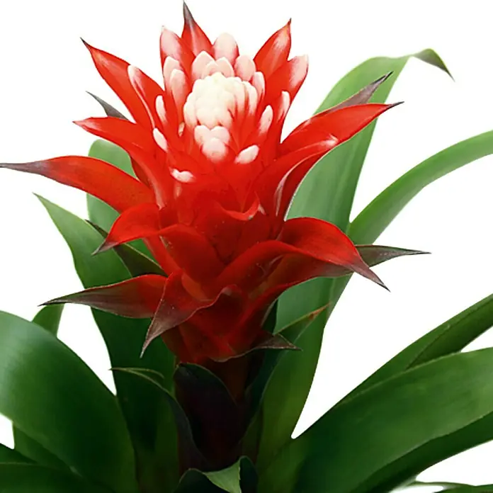 Piardino Bromelie - Guzmania El Cope, Topfgröße: 12 cm, Rot/Weiß