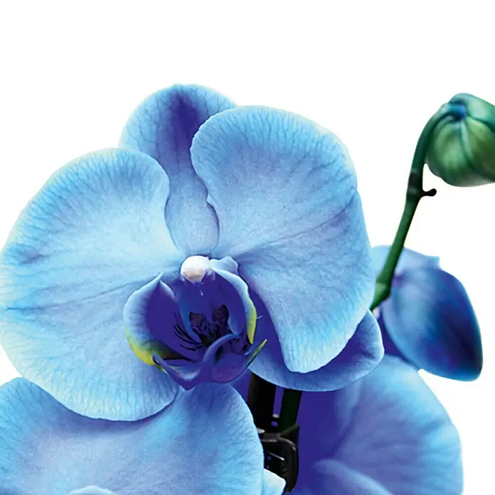 Piardino Orquídea mariposa - Phalaenopsis Hybride, Tamaño de maceta: 12 cm, Azul, Número de brotes: 2 ud., En posición vertical