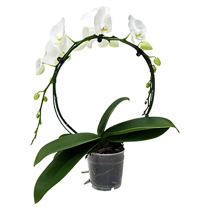 Piardino Schmetterlingsorchidee - Phalaenopsis Hybride, Topfgröße: 12 cm, Weiß, Anzahl Triebe: 1 Stk., Aufrecht