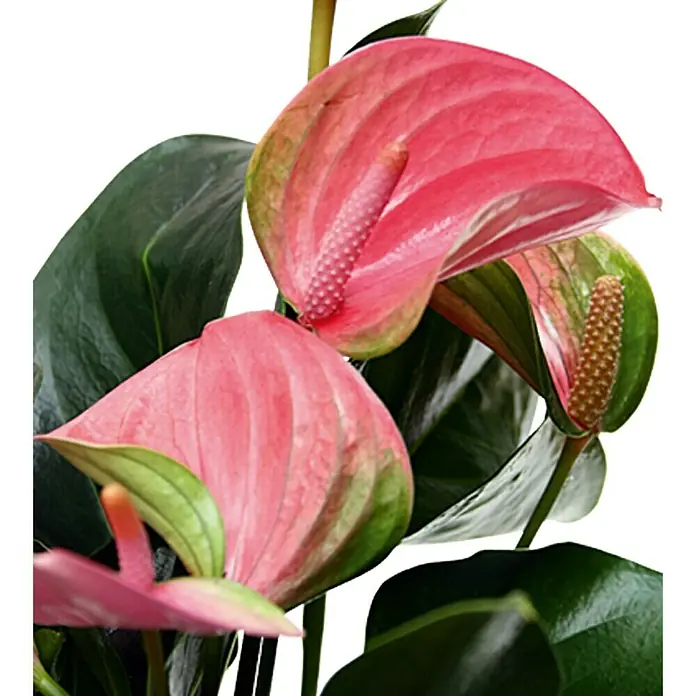 Piardino Anturio - Anthurium x andreanum Red Love, Tamaño de maceta: 12 cm, Rosa
