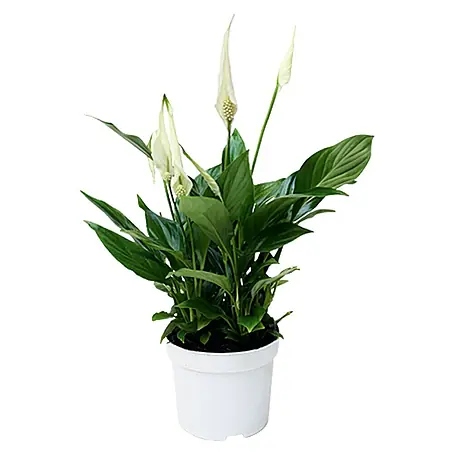 Piardino  Spathiphyllum