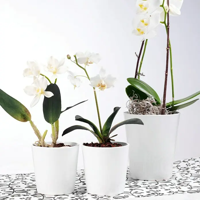 SK Orchideentopf Merina Pretty - Außenmaß (Ø x H): 14 x 15 cm, Keramik, Weiß - Stimmungsaufnahme