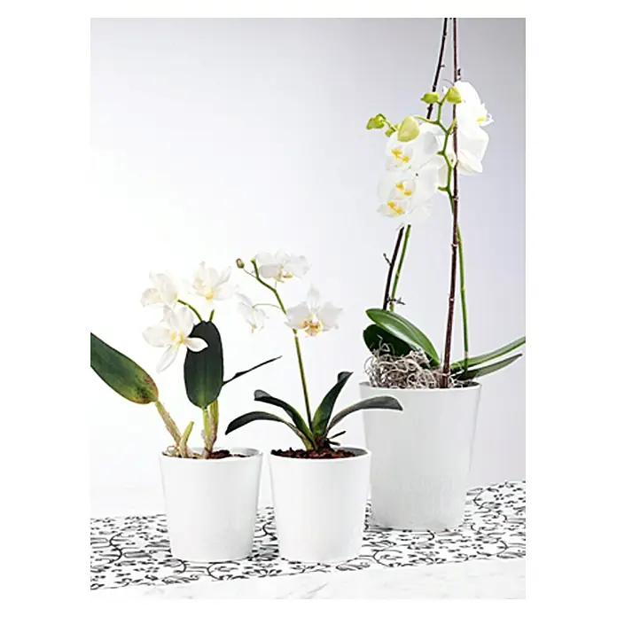 SK Tegla za orhideju Merina - Vanjska dimenzija (ø x V): 14 x 15 cm, Keramika, Bijele boje, Sjaj