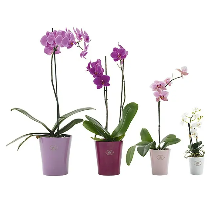 SK Tegla za orhideju Merina - Vanjska dimenzija (ø x V): 16 x 18 cm, Keramika, Lavanda, Sjaj - Živopisni prikaz