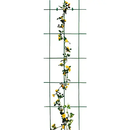 Bellissa  Wandspalier