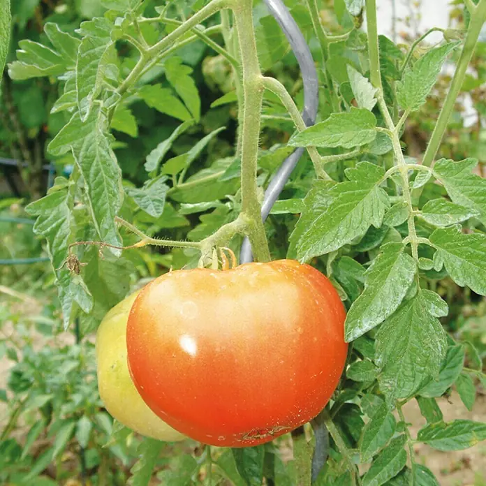Bellissa Tomatenspirale - Durchmesser: 5 mm, Silber - Stimmungsaufnahme