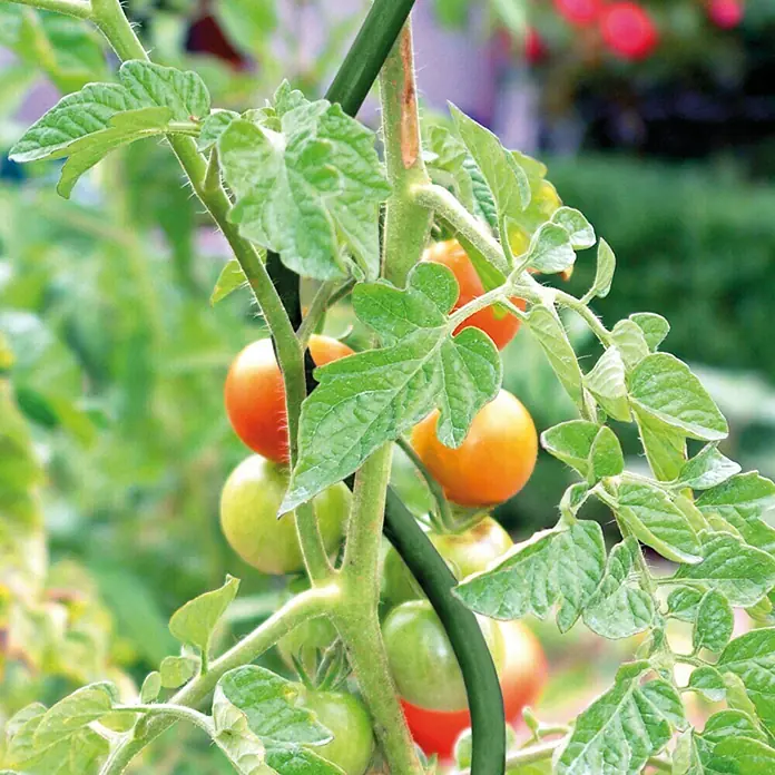 Bellissa Tomatenspirale - Durchmesser: 8 mm, Grün - Stimmungsaufnahme