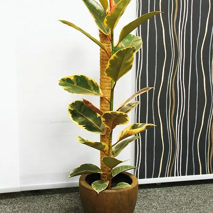 Bellissa Kokosstab - 80 cm, Holz - Stimmungsaufnahme