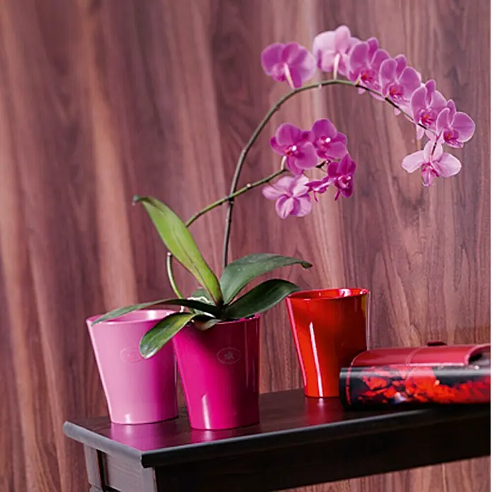 SK Orchideentopf Merina Candy - Außenmaß (Ø x H): 14 x 15 cm, Keramik, Brombeere, Glänzend - Stimmungsaufnahme