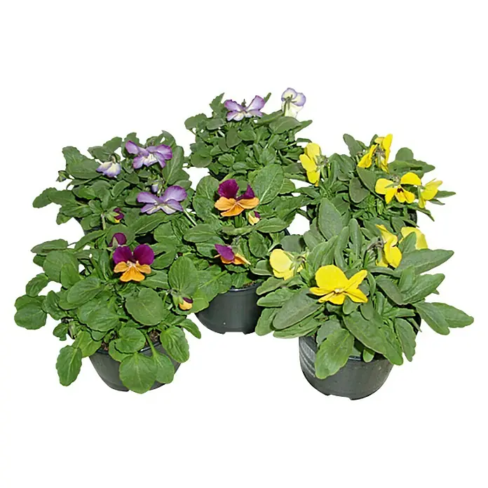 Piardino Hornveilchen - Viola cornuta, Sortenabhängig - Ansicht von oben