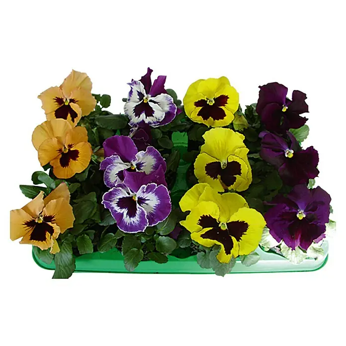 Piardino Garten-Stiefmütterchen - Viola F1, Sortenabhängig - Ansicht von oben