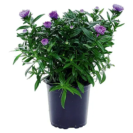 Piardino  Glattblatt-Aster