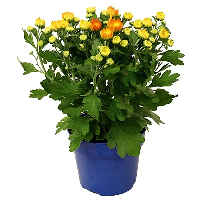 Piardino Crisantemo - Chrysanthemum indicum Hybride Garden Mums, Tamaño de maceta: 12 cm, Amarillo - Vista frontal