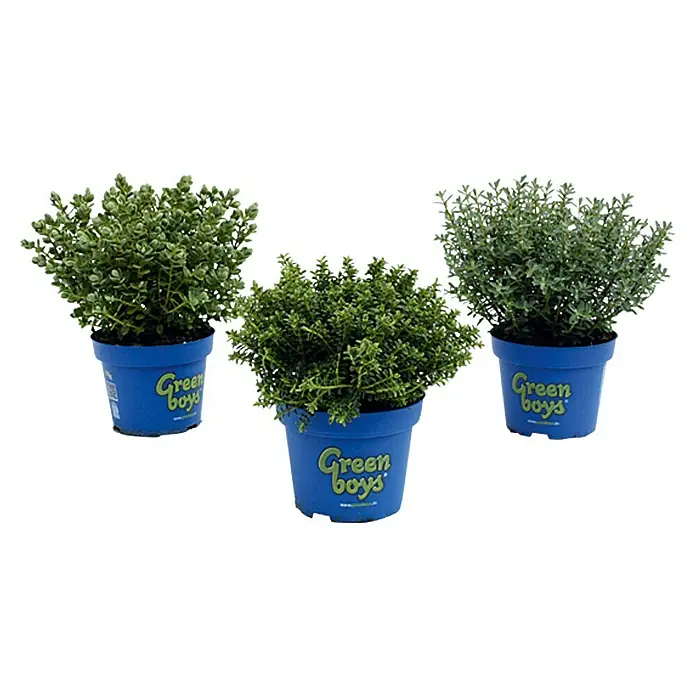 Piardino Strauchveronika - Hebe x andersonii 'Green Boys', Topfgröße: 12 cm - Vorderansicht