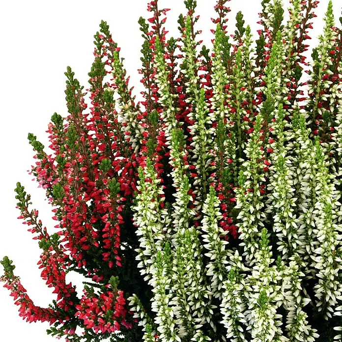 Piardino Besenheide - Calluna vulgaris Beauty Sisters, Mehrfarbig - Detailaufnahme