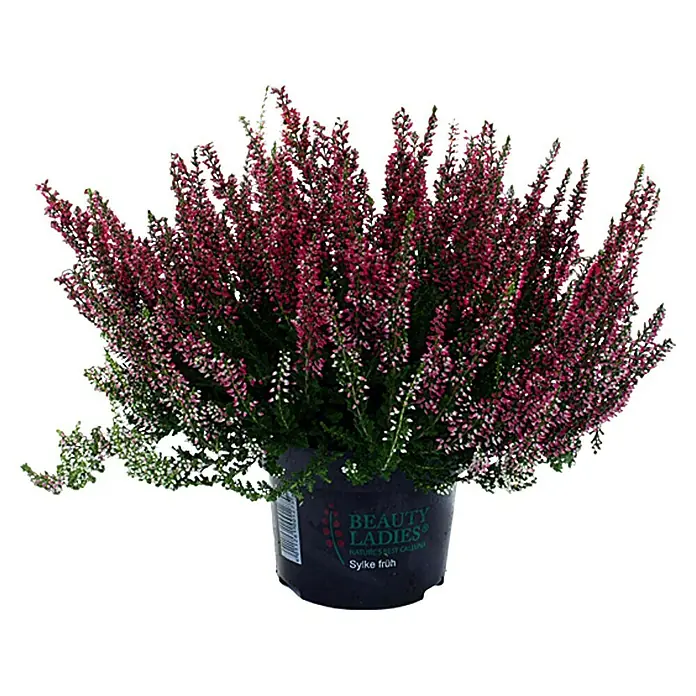 Besenheide - Calluna vulgaris, Topfgröße: 10 cm, In Sorten gemischt - Vorderansicht
