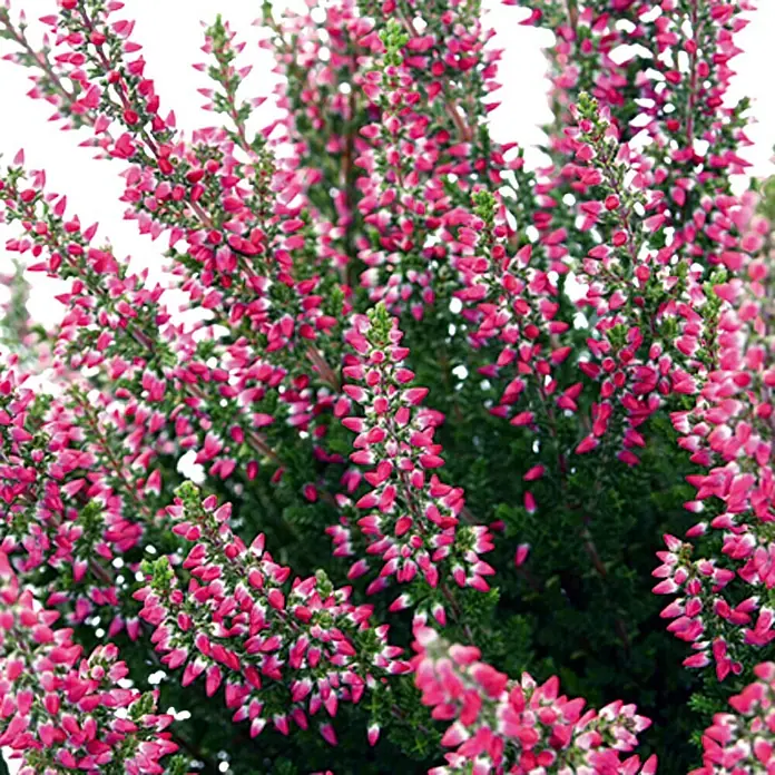 Besenheide - Calluna vulgaris, Topfgröße: 10 cm, In Sorten gemischt - Detailaufnahme