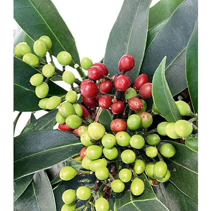 Piardino Chinesische Skimmie - Skimmia reevesiana, Topfgröße: 15 cm, Rosa - Detailaufnahme