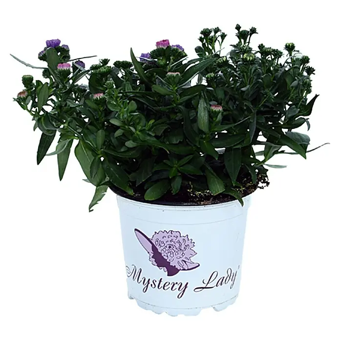Piardino Glattblatt-Aster - Aster novi belgii, Sortenabhängig - Vorderansicht
