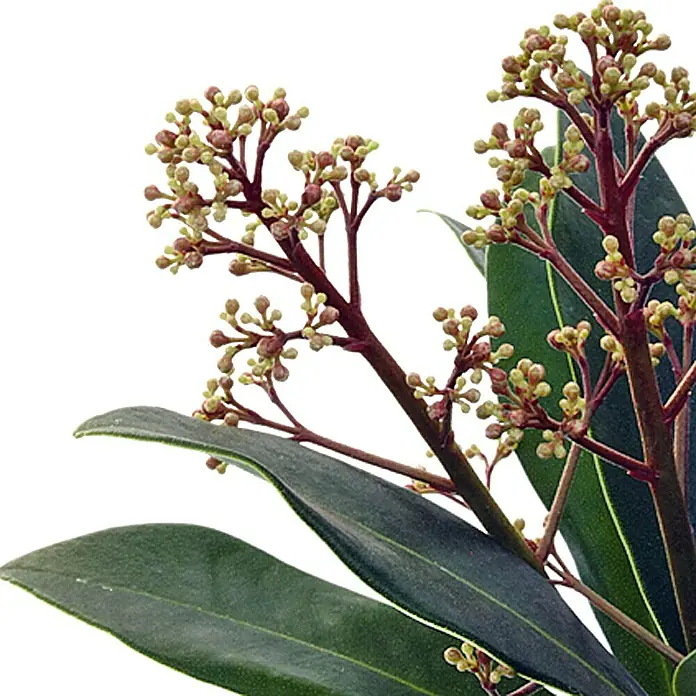 Piardino Japanische Fruchtskimmie - Skimmia japonica, Rot - Detailaufnahme