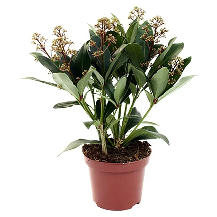 Piardino Japanische Fruchtskimmie - Skimmia japonica, Rot - Rückansicht