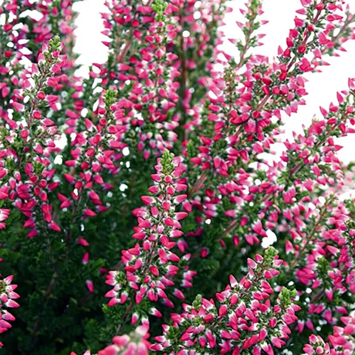 Besenheide - Calluna vulgaris, Sortenabhängig - Detailaufnahme