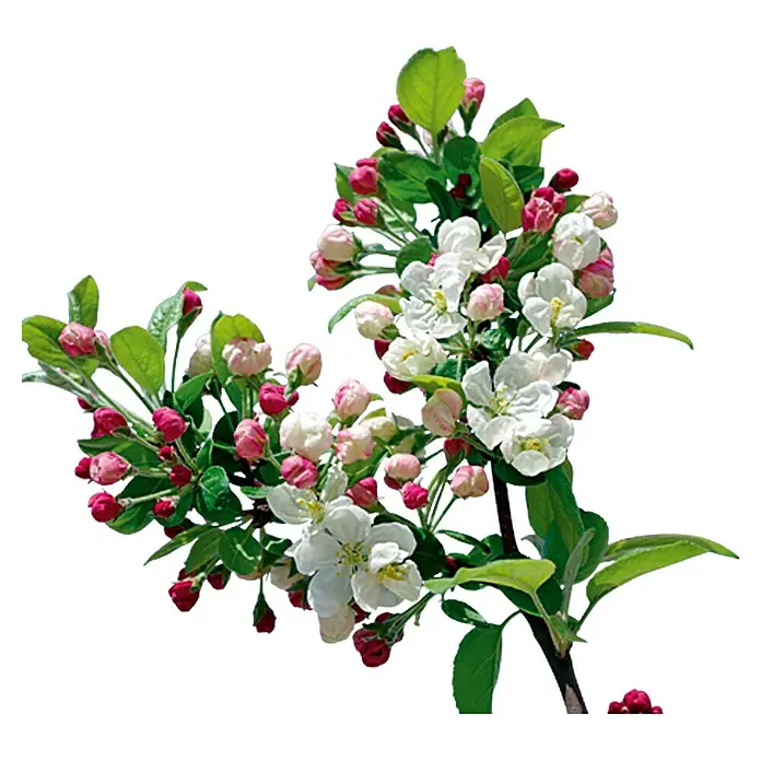 Piardino Apfelbaum - Malus domestica - Detailaufnahme