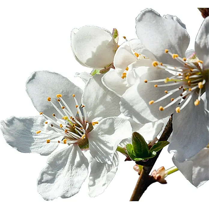 Piardino Pflaumenbaum - Prunus domestica, Erntezeit: August - Detailaufnahme