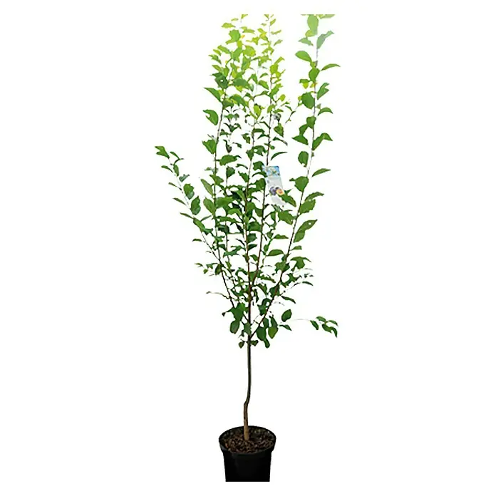 Piardino Pflanzen-Mix - Malus, Pyrus, Prunus, Topfgröße: 23 cm - Vorderansicht