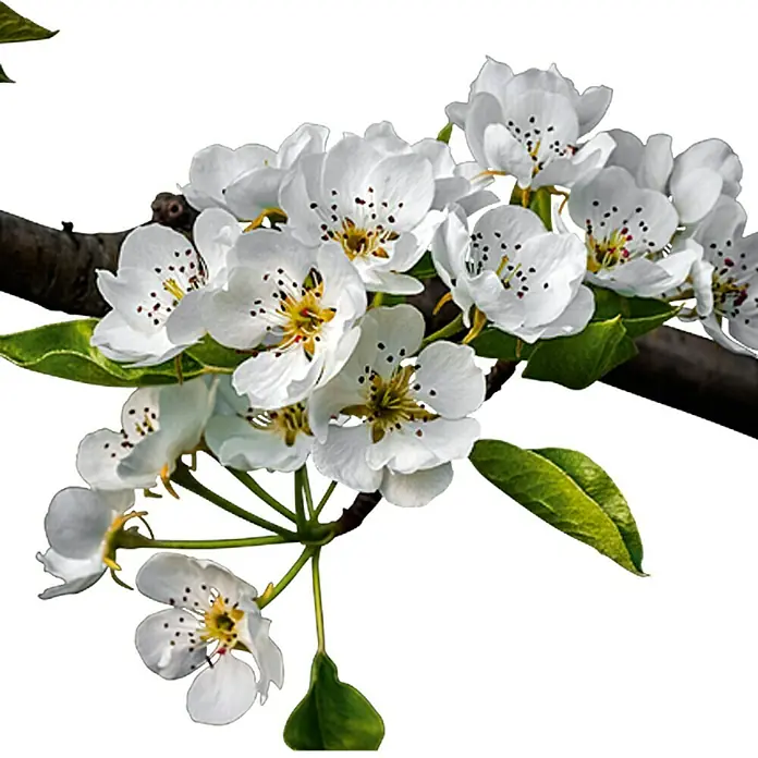 Piardino Birnenbaum - Pyrus communis, Erntezeit: September - Detailaufnahme